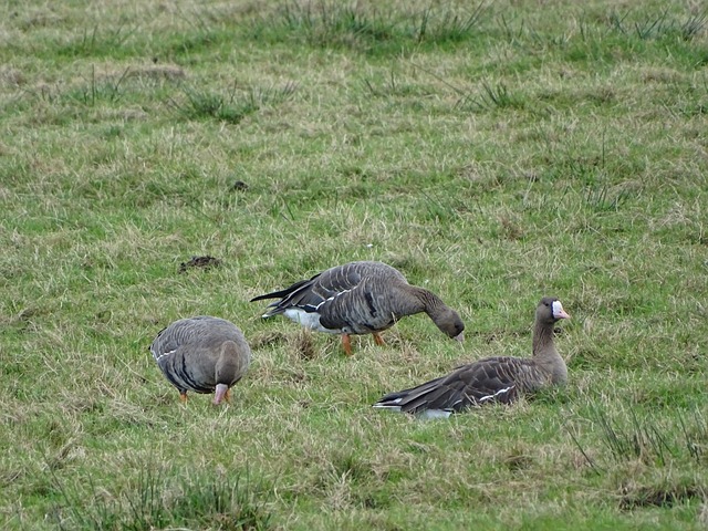 非局限于足 非局限于足